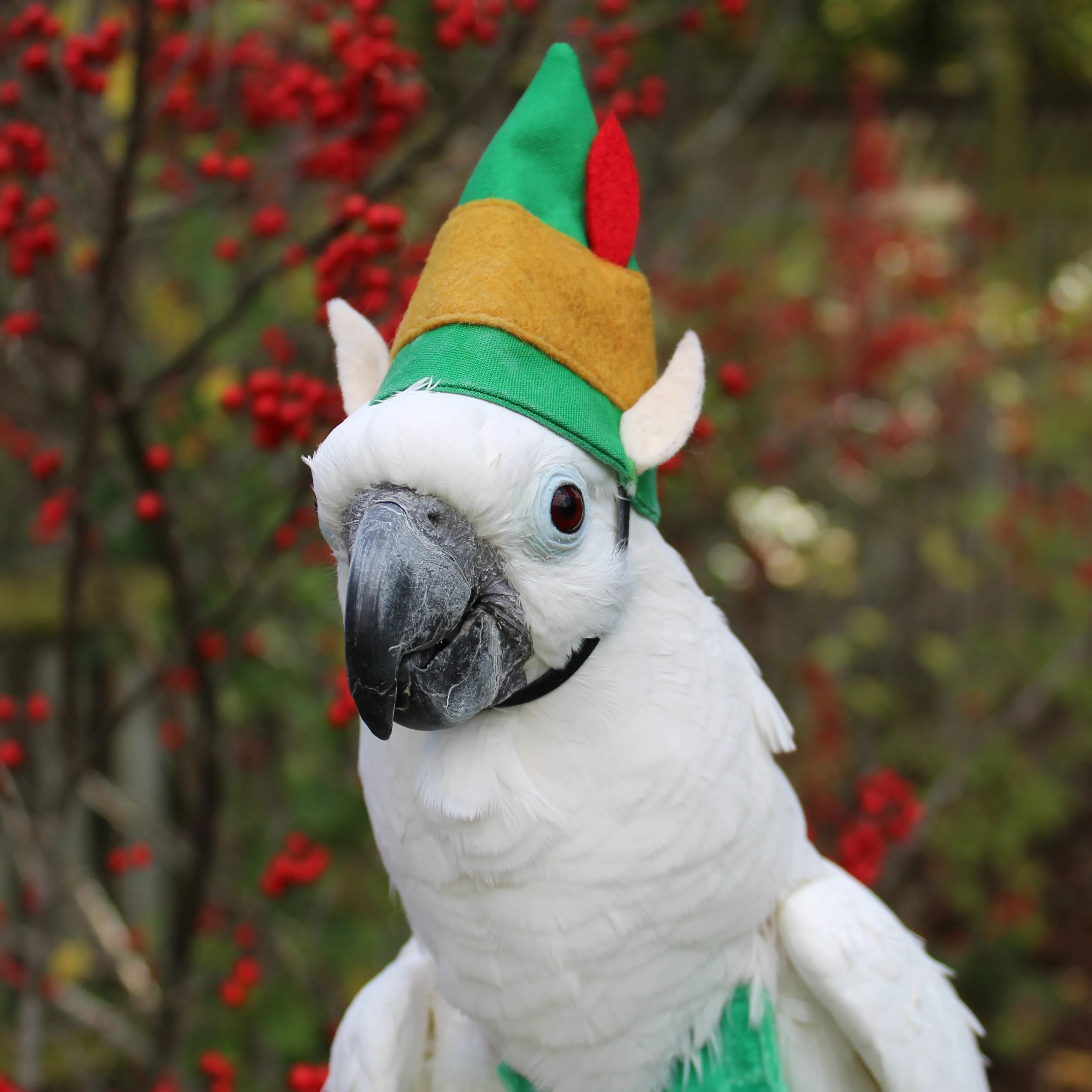 Elf BirdieBonnet
