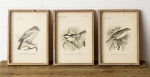 Framed Vintage Style Birds Print