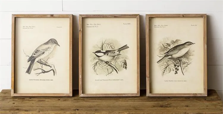 Framed Vintage Style Birds Print