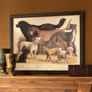 Large Framed Vintage Dog Print