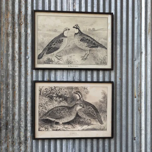 Quail Framed Rustic Prints