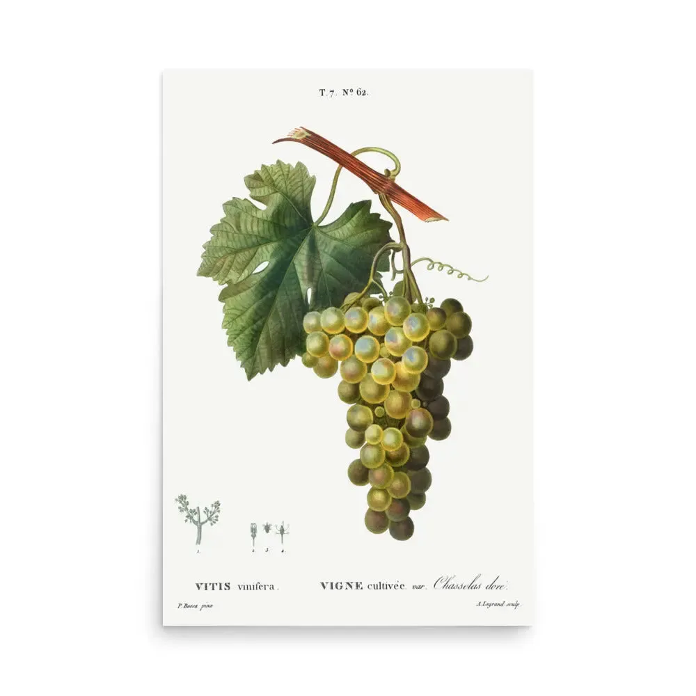 Vintage Grapes – Green Grape Kitchen Art Poster (Unframed)