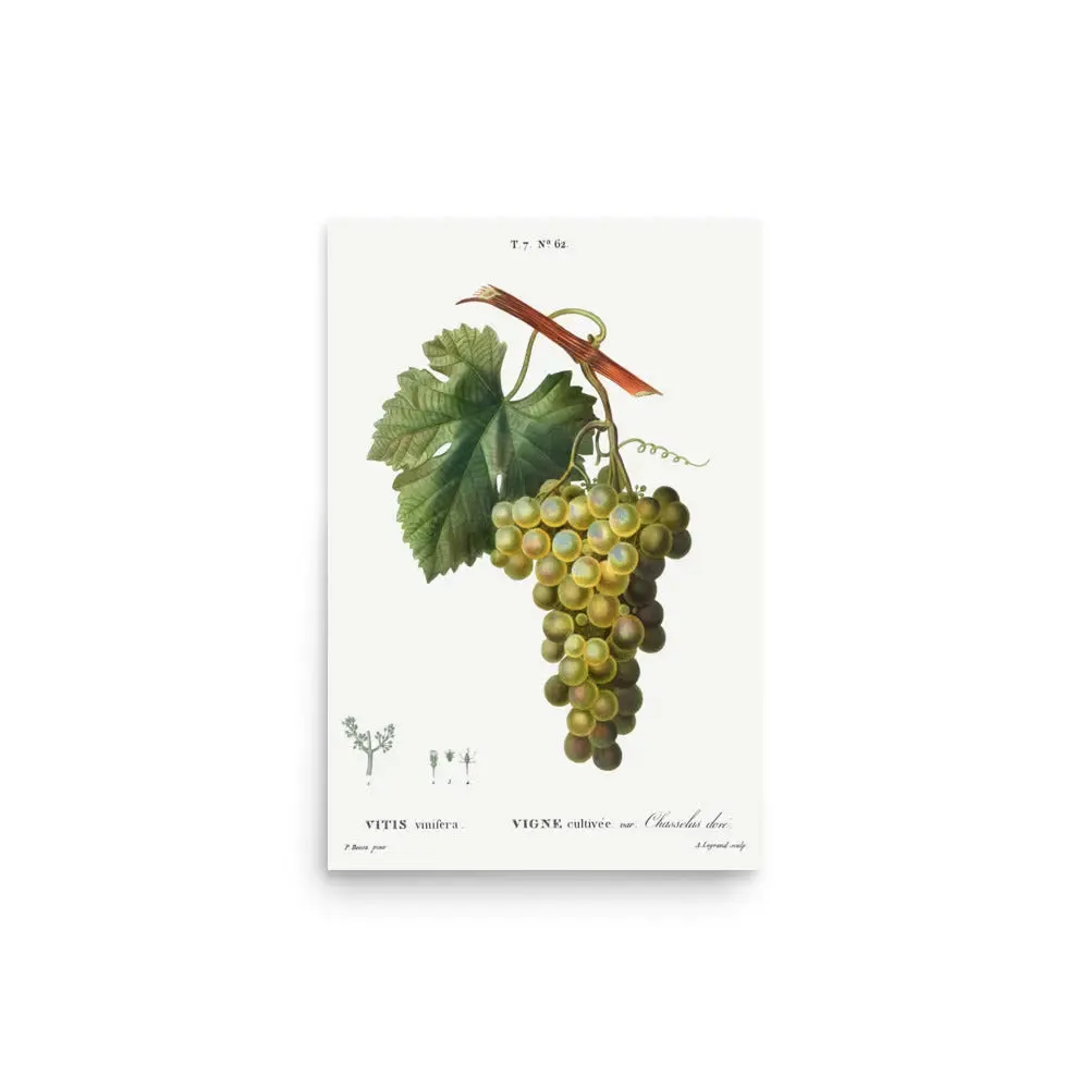 Vintage Grapes – Green Grape Kitchen Art Poster (Unframed)