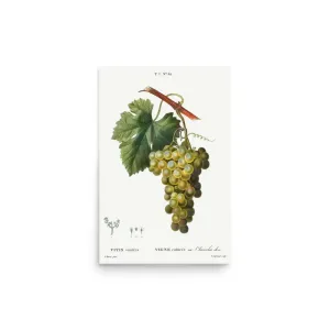 Vintage Grapes – Green Grape Kitchen Art Poster (Unframed)