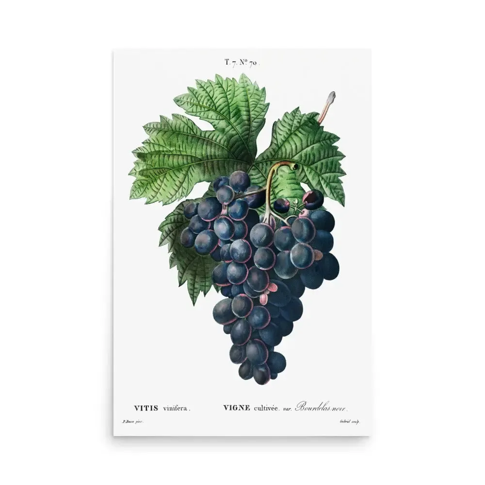 Vintage Grapes – Purple Grape Kitchen Art Poster (Unframed)