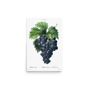 Vintage Grapes – Purple Grape Kitchen Art Poster (Unframed)